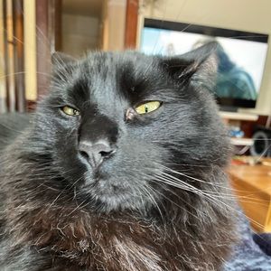 Meet your Posher, Hallie